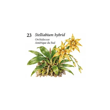 Stelliabium Hybrid – Orchidée miniature pour terrarium