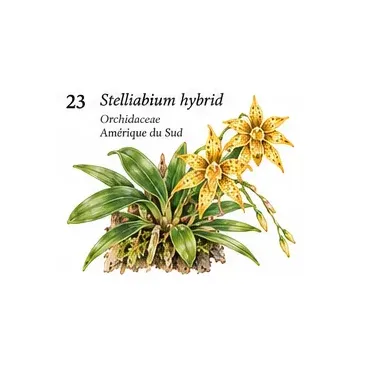 Stelliabium Hybrid – Orchidée miniature pour terrarium