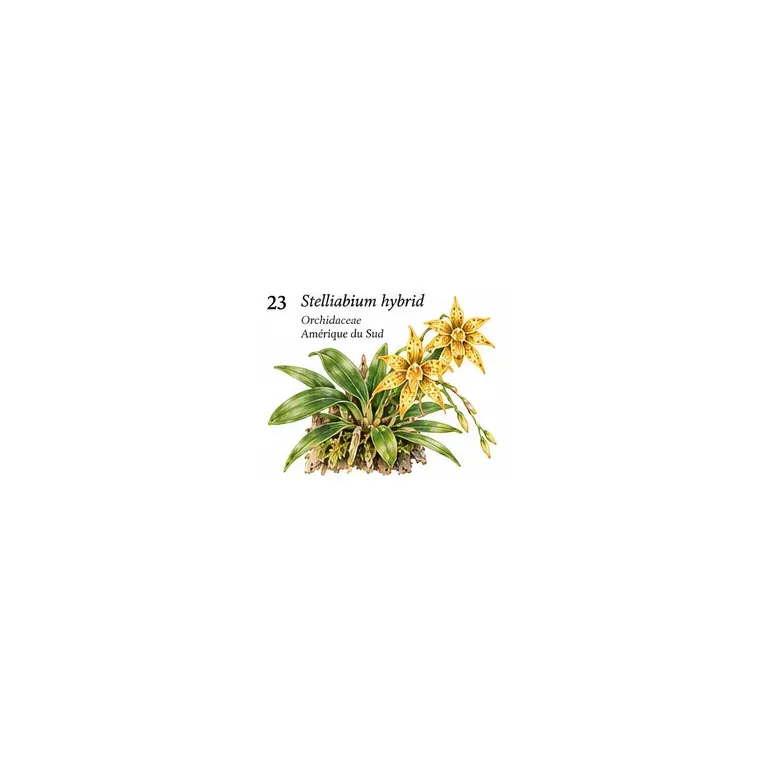Stelliabium Hybrid – Orchidée miniature pour terrarium