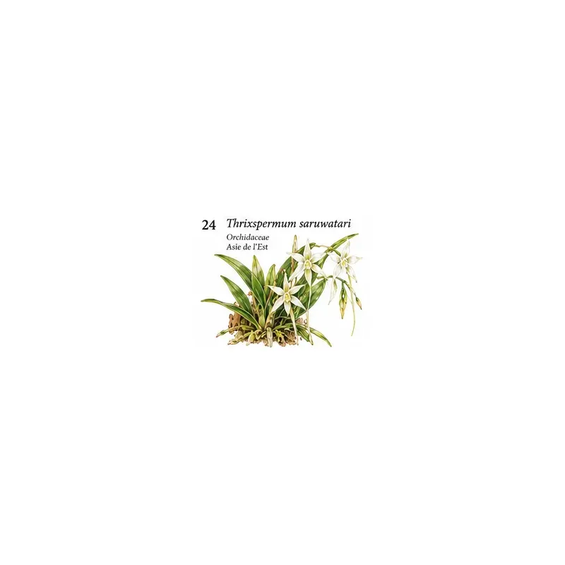 Thrixspermum saruwatari – Orchidée botanique épiphyte