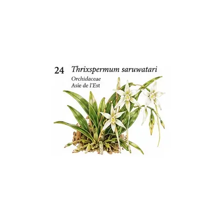 Thrixspermum saruwatari – Orchidée botanique épiphyte