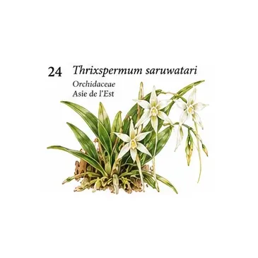 Thrixspermum saruwatari – Orchidée botanique épiphyte