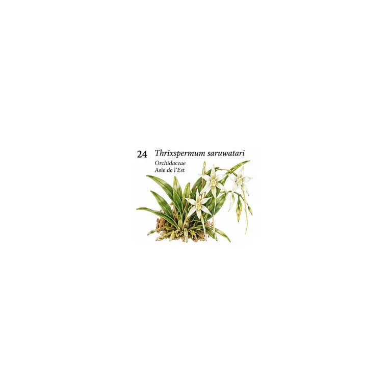 Thrixspermum saruwatari – Orchidée botanique épiphyte
