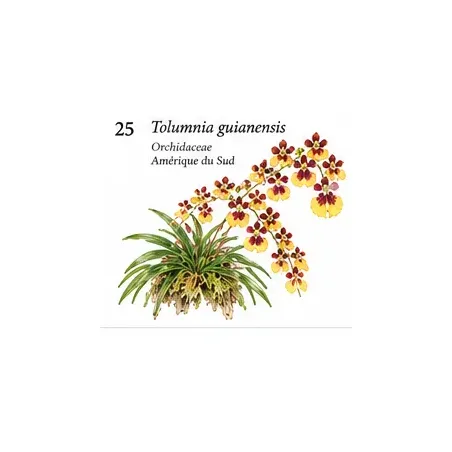 Tolumnia guianensis – Orchidée botanique miniature