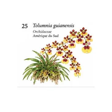Tolumnia guianensis – Orchidée botanique miniature