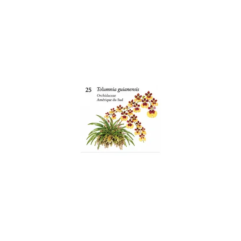 Tolumnia guianensis – Orchidée botanique miniature