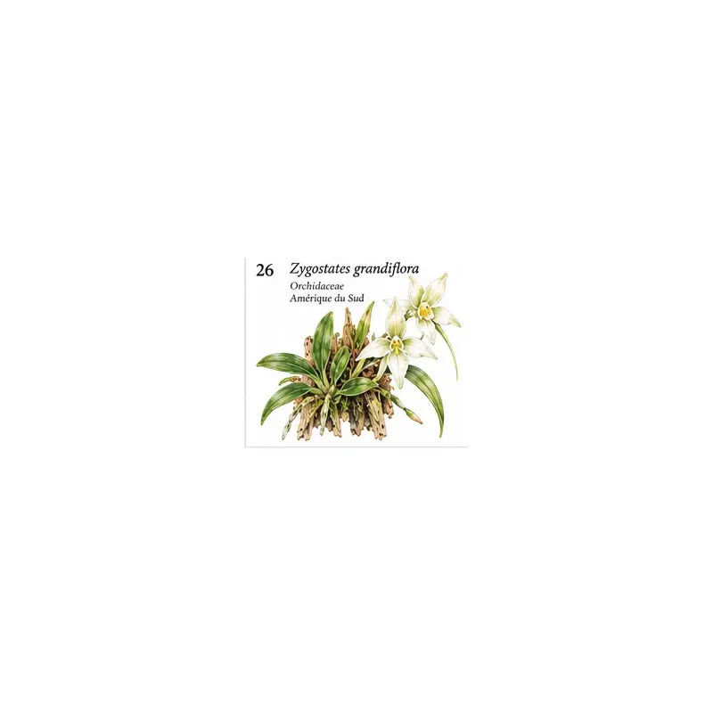 Zygostates grandiflora – Orchidée botanique miniature