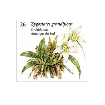 Zygostates grandiflora – Orchidée botanique miniature