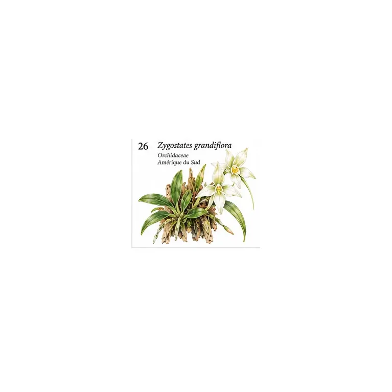 Zygostates grandiflora – Orchidée botanique miniature