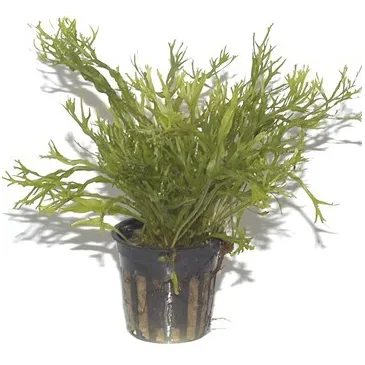 Microsorum pteropus 'Windeløv'