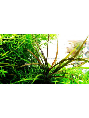 Cryptocoryne crispatula