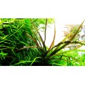 Cryptocoryne crispatula