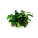 Bucephalandra Green Wavy