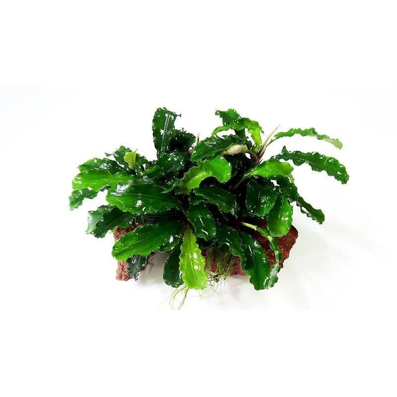 Bucephalandra Green Wavy