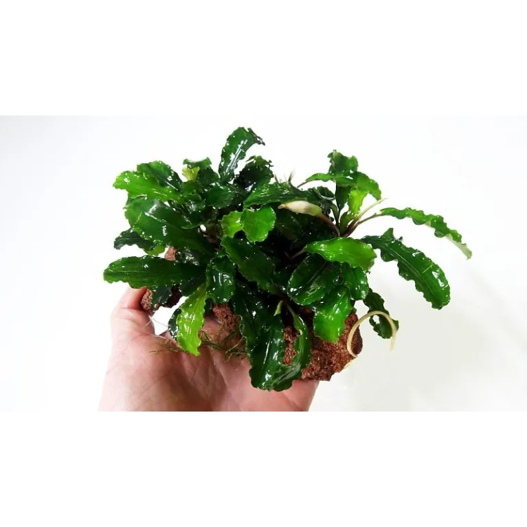 Bucephalandra Green Wavy plante aquarium rare aquadesigner shop com