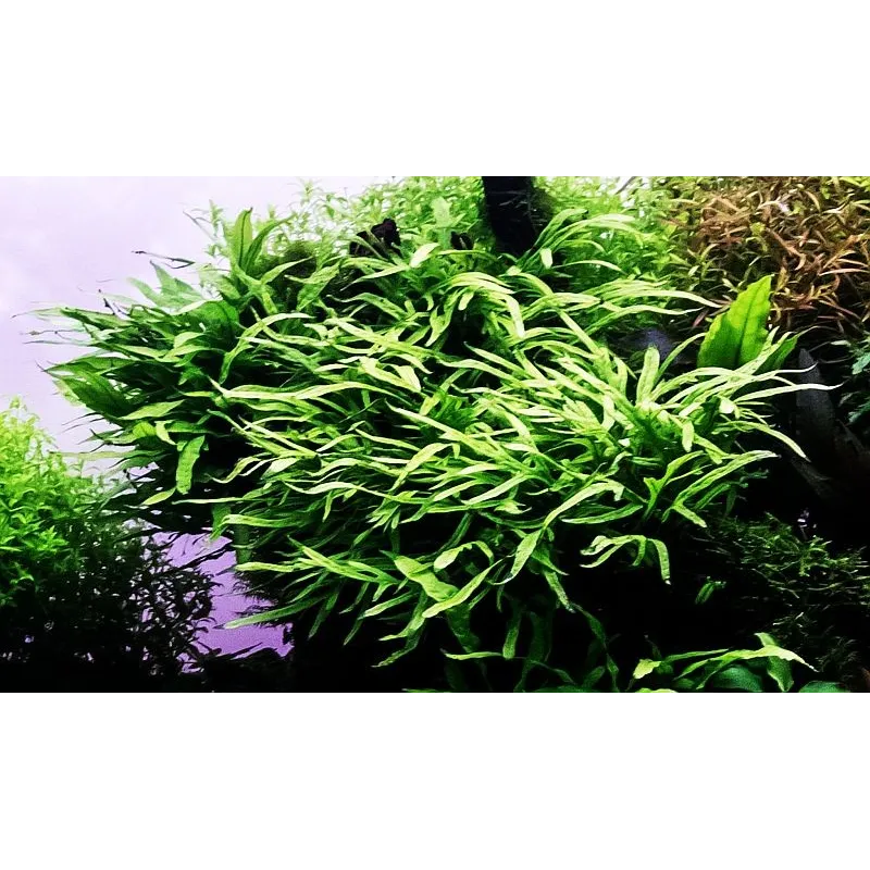 Microsorum pteropus 'Trident'