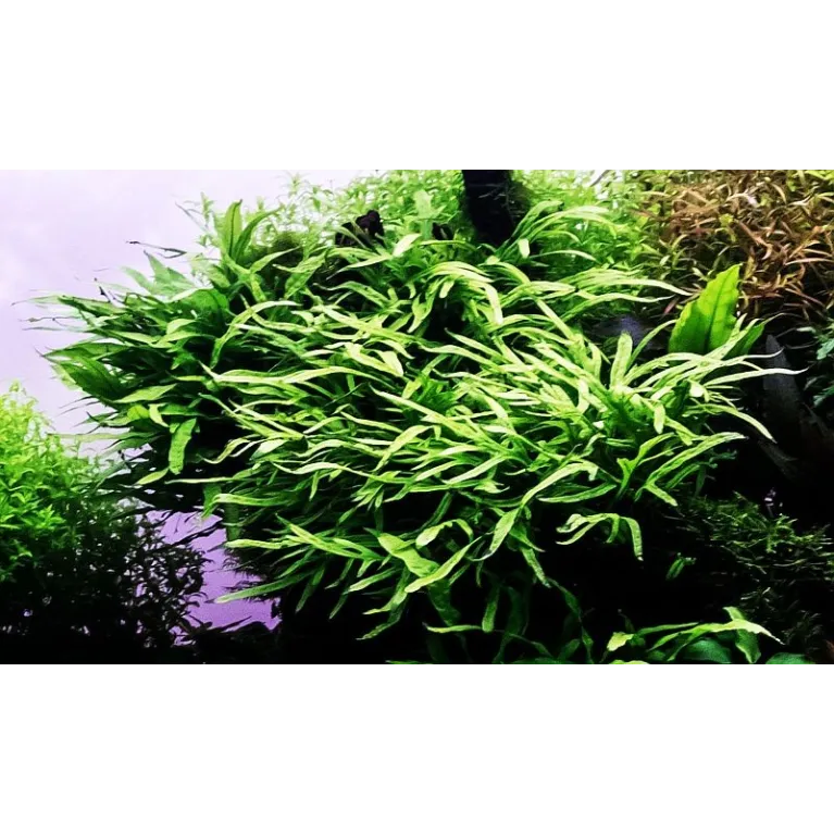 Microsorum pteropus 'Trident'