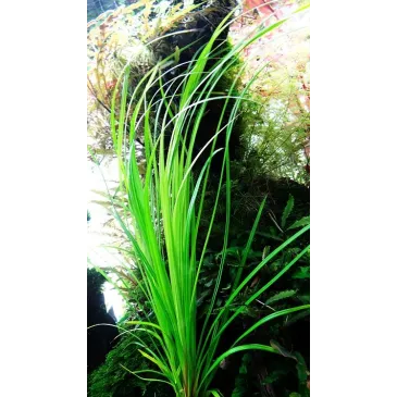 Cyperus helferi