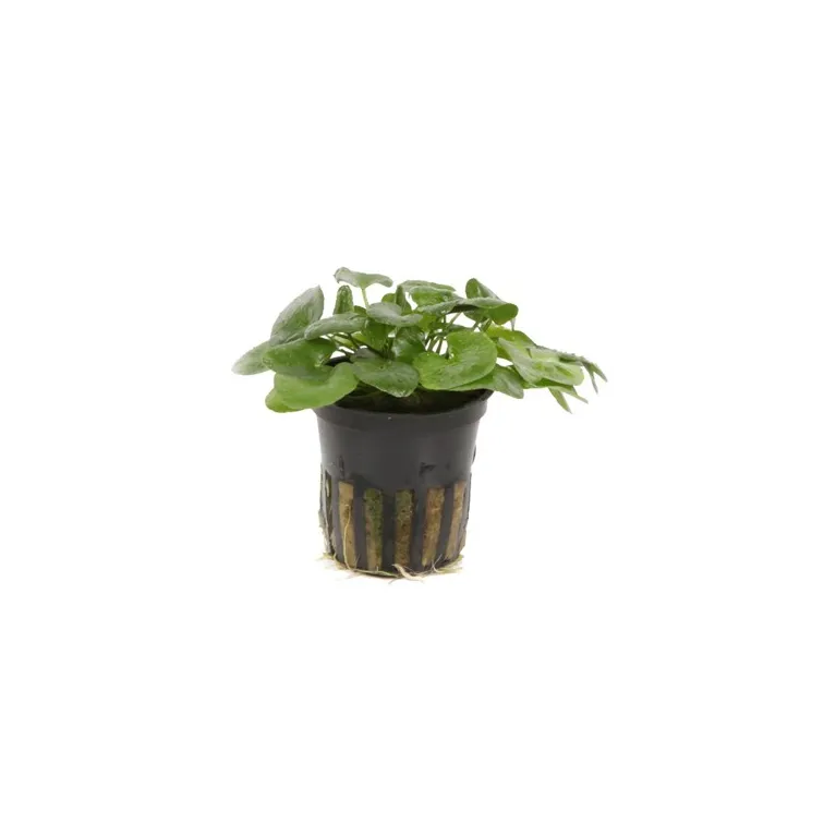 Nymphoides hydrophylla 'Taiwan'