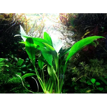 Anubias barteri var. angustifolia