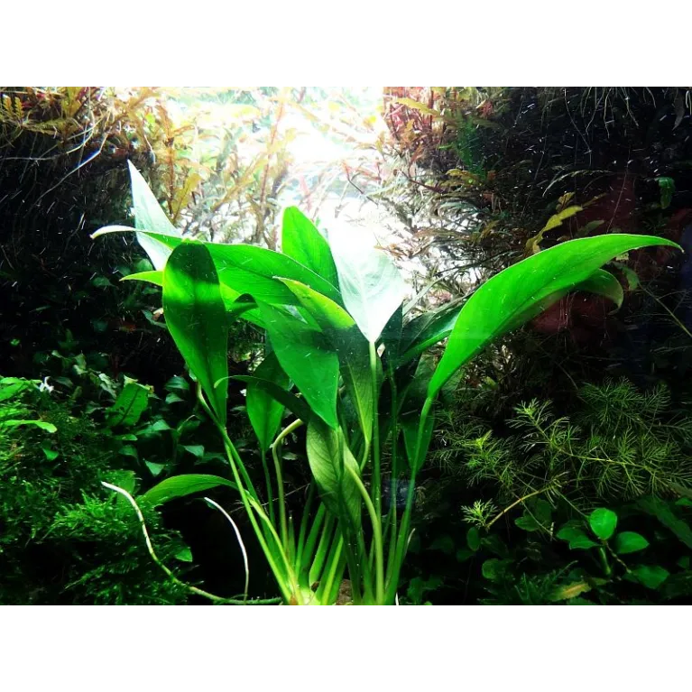Anubias barteri var. angustifolia