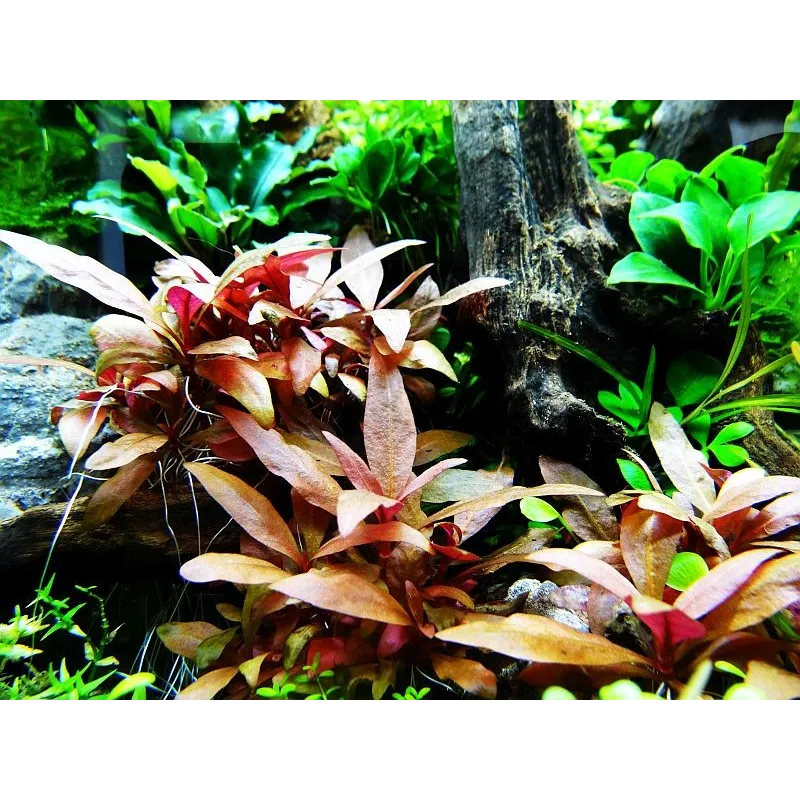 Alternanthera reineckii 'Mini'  in vitro