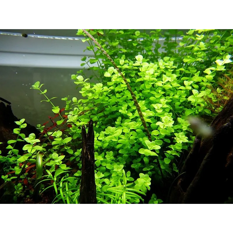 Micranthemum umbrosum