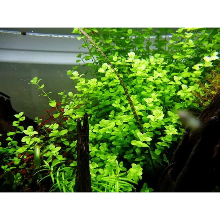 Micranthemum umbrosum