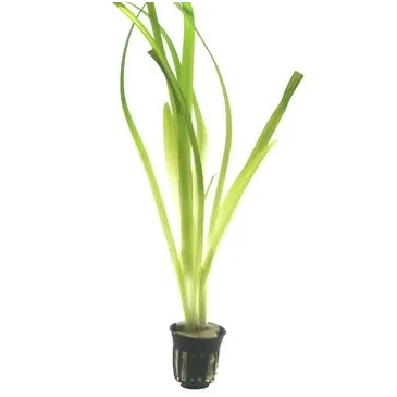 Vallisneria americana 'Gigantea'