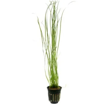 Vallisneria nana