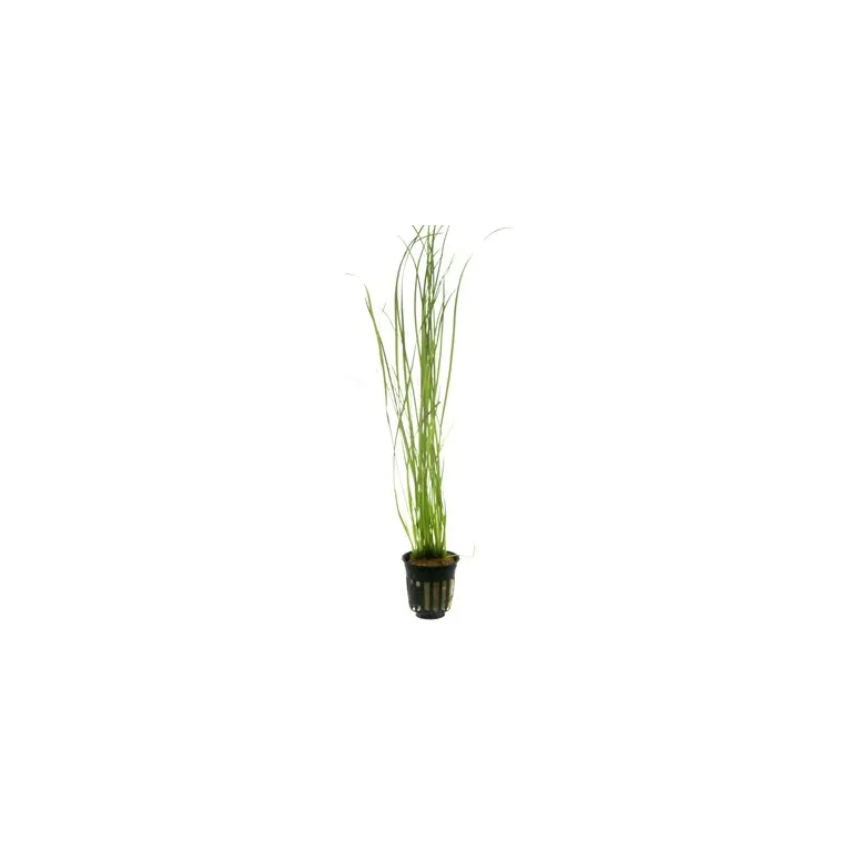 Vallisneria nana