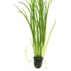 Vallisneria spiralis 'Tiger'