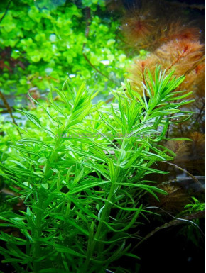 Pogostemon erectus(deccanensis)
