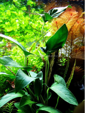 Anubias gracilis