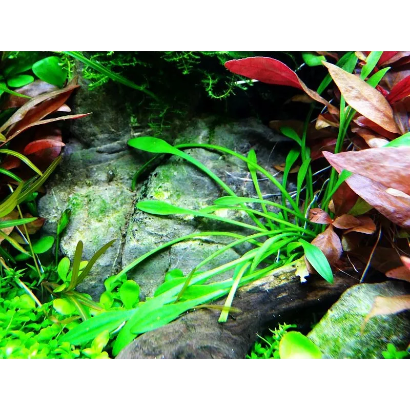 Cryptocoryne parva