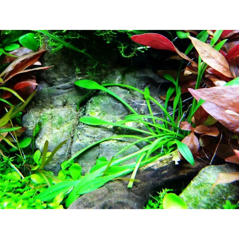 Cryptocoryne parva