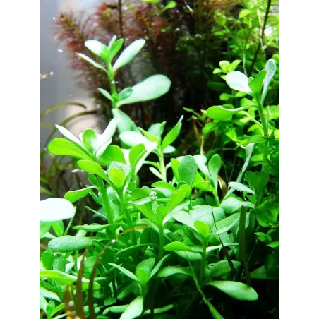 Bacopa 'Compact'