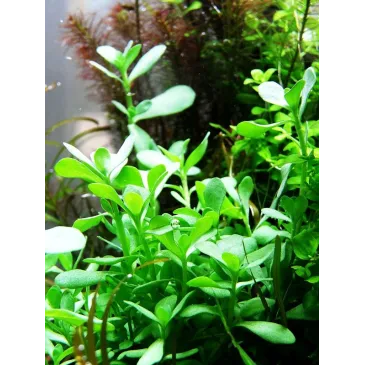 Bacopa 'Compact'