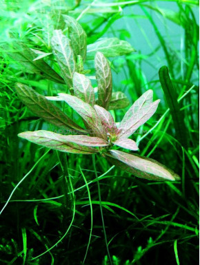 Hygrophila polysperma