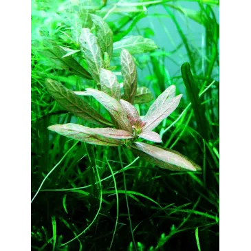 Hygrophila polysperma