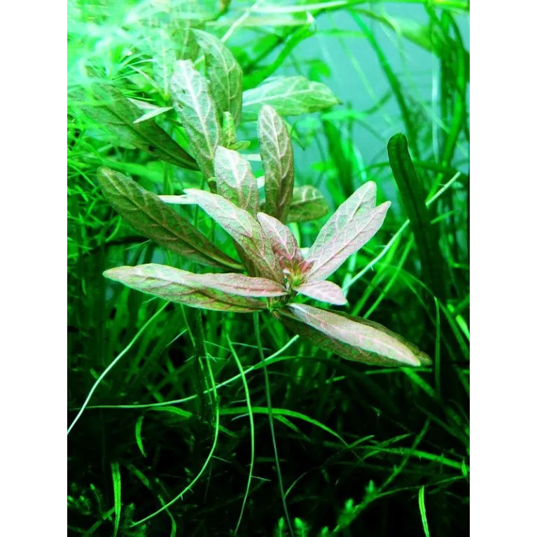 Hygrophila polysperma