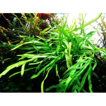 Microsorum pteropus 'Trident'