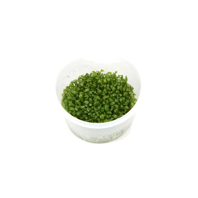 Glossostigma elatinoides in vitro