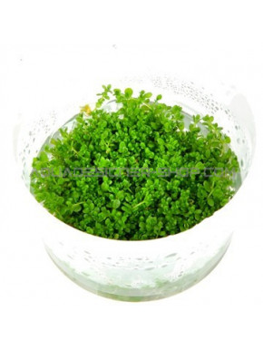 Hemianthus callitrichoides 'Cuba' in vitro