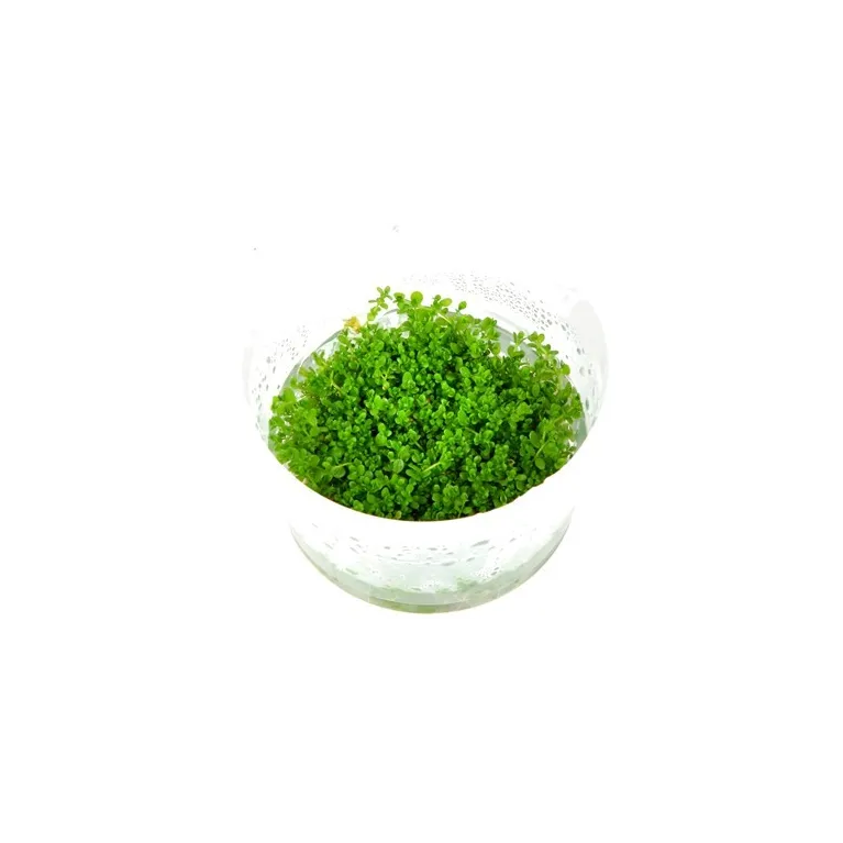 Hemianthus callitrichoides 'Cuba'  in vitro