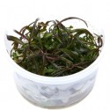 Hygrophila Lancea 'Araguaia' in vitro