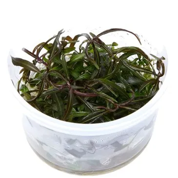 Hygrophila 'Araguaia'  in vitro