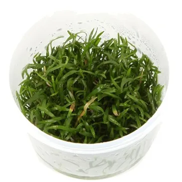 Lilaeopsis brasiliensis  in vitro