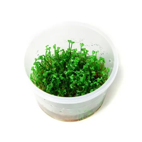 Marsilea crenata  in vitro