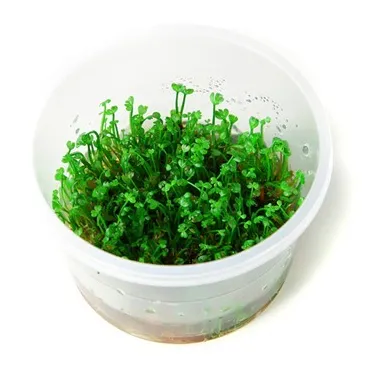 Marsilea crenata  in vitro